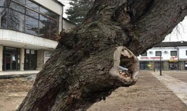 В Ловеч премахват болни дървета на пл. "Тодор Кирков"